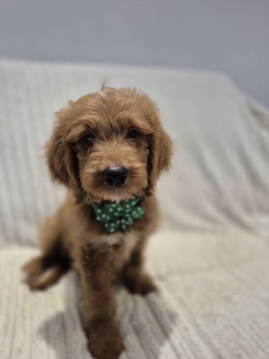 Goldendoodle f1 standard red-brown & white