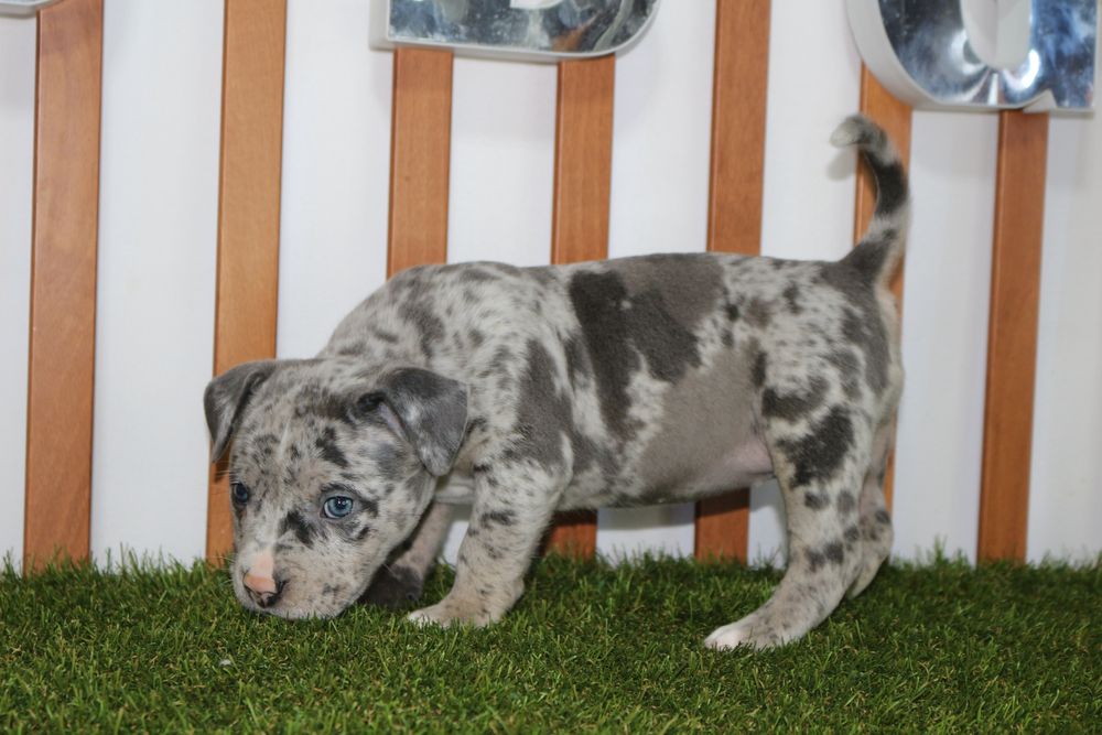 American bully standart