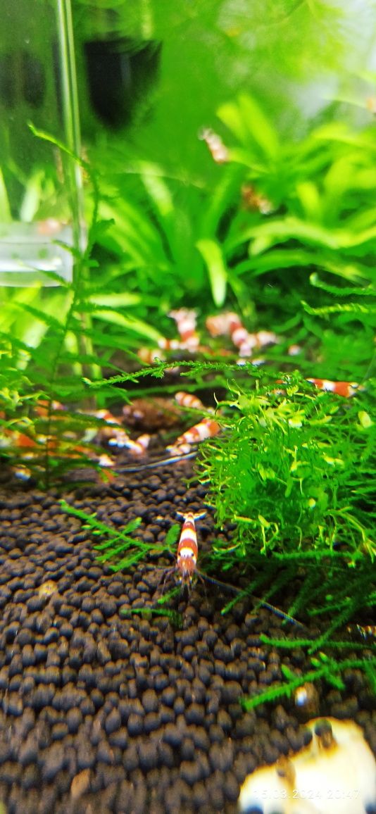Krewetki Crystal Red