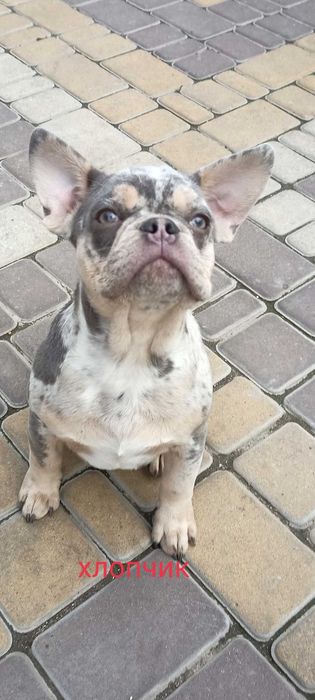 Французький бульдог