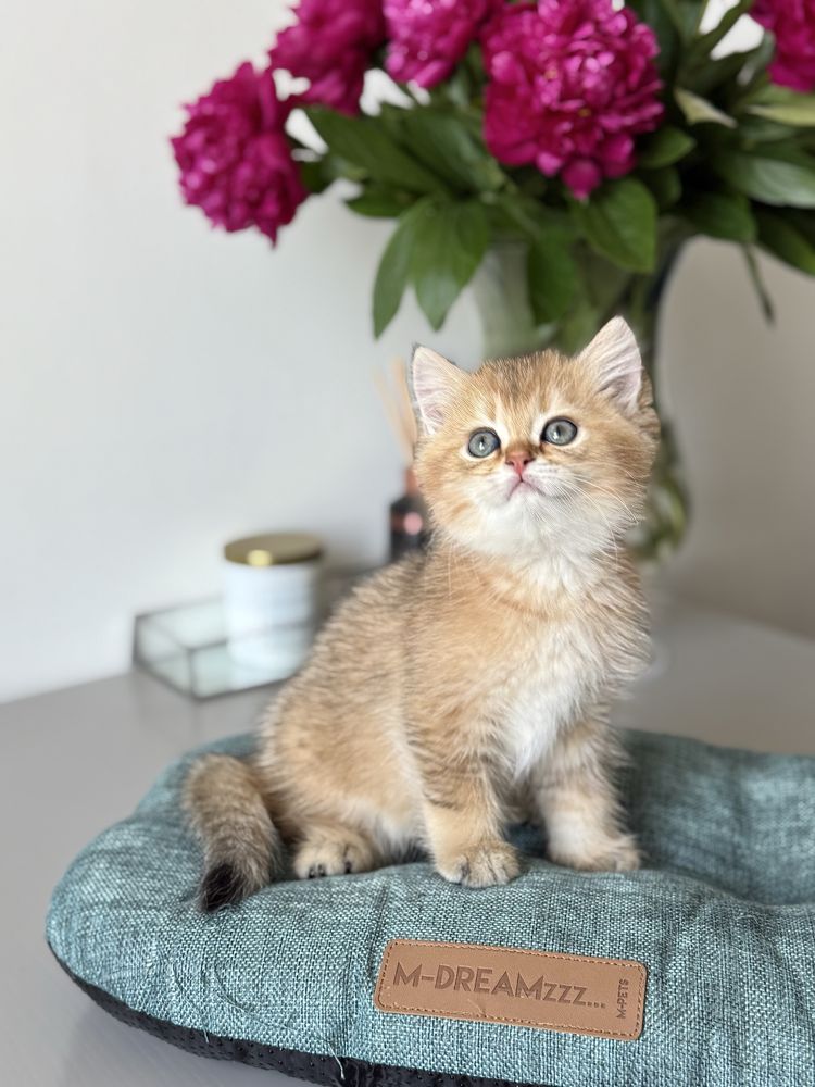 Золота шиншила кошеня хлопчик котенок