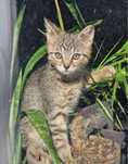 Kocieta do adopcji