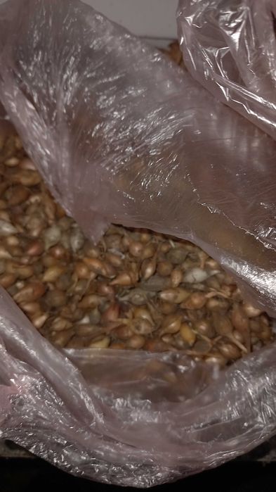 Продам озиму цибулю