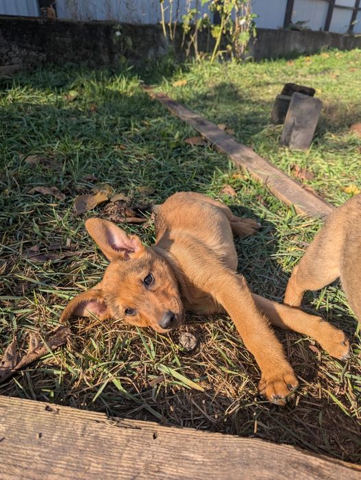 Собака 2 місяці щеня цуцик цуценя