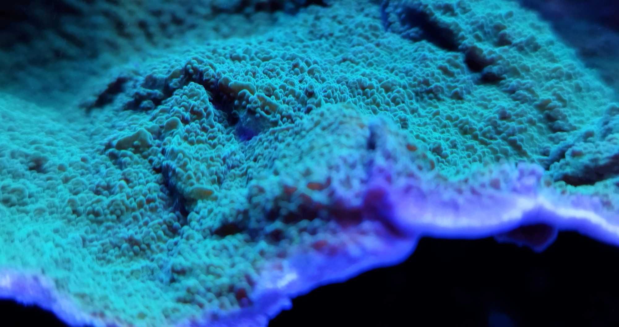 Montipora Talerzowa Zielona