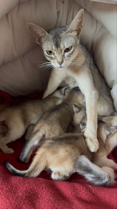 Kot Abisyński SREBRNY- rodowod WCF po Grand International Chempionie