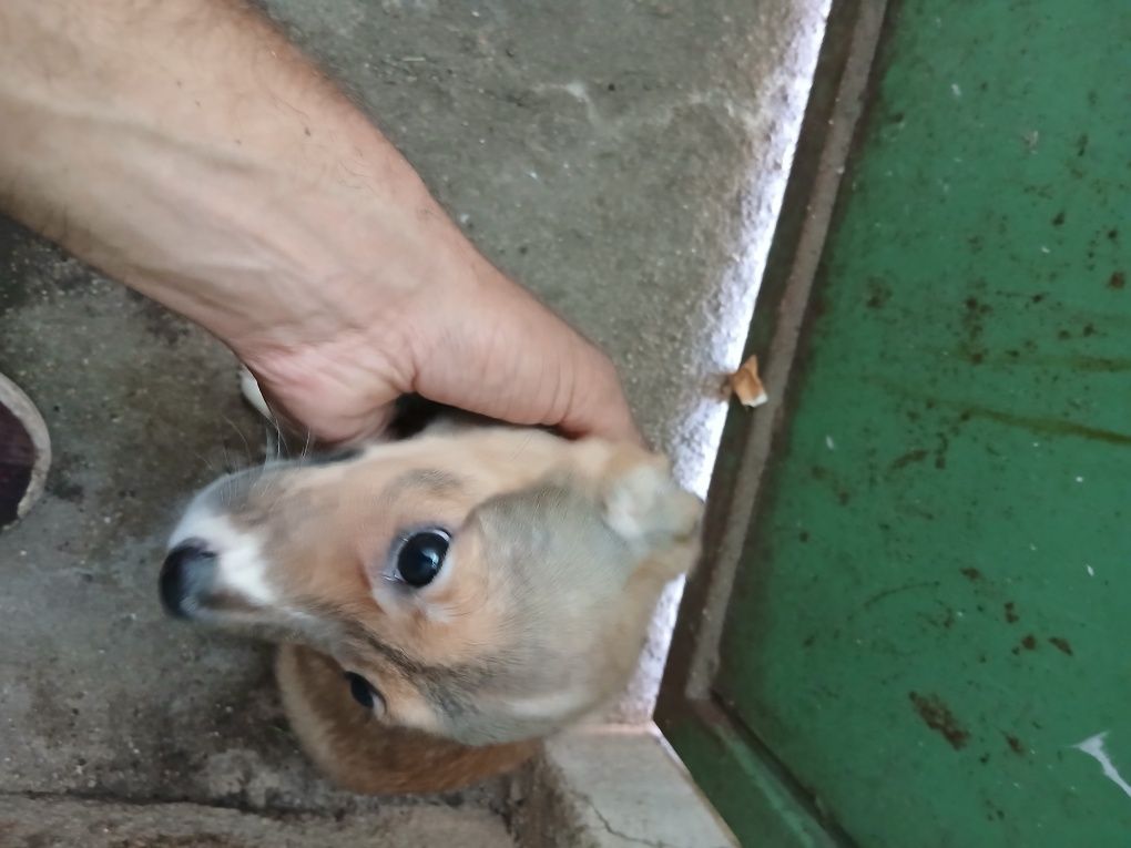 Cachorros porte pequeno