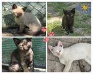 Gatinhos Adoráveis para Adoção!