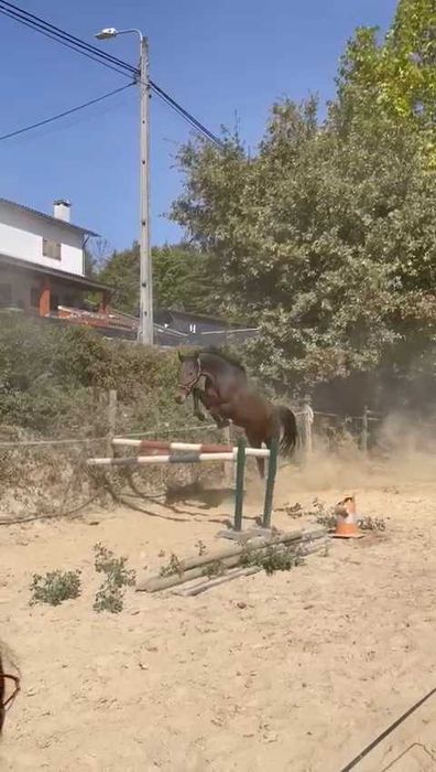 Vendo cavalo capado