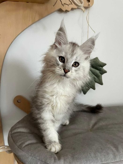Kocurek Maine Coon czarny ze srebrem ns 11 Kocur
