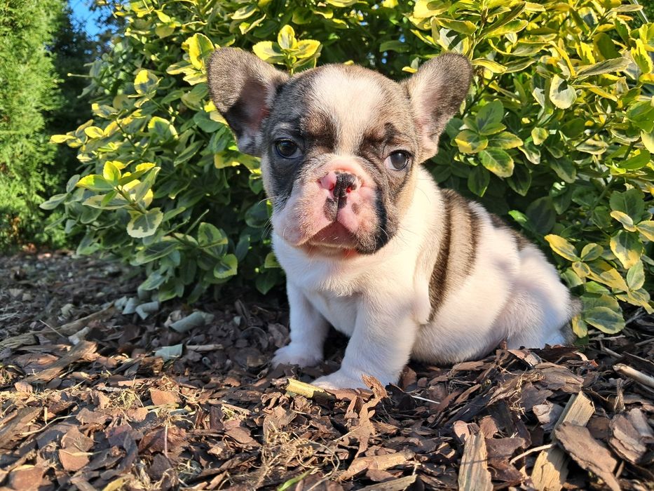 Piesek buldog francuski