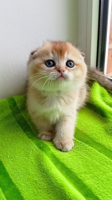 Таких больше нет. Шотландский вислоухий котик золотая шиншилла