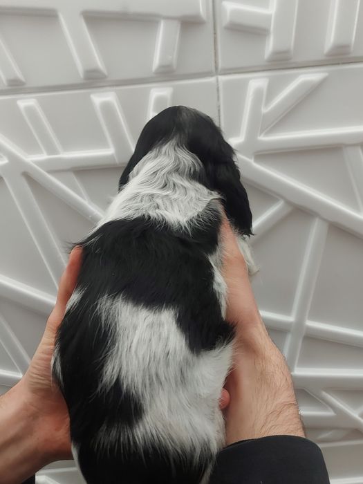 Cocker spaniel angielski