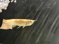 Arowana Albono              .
