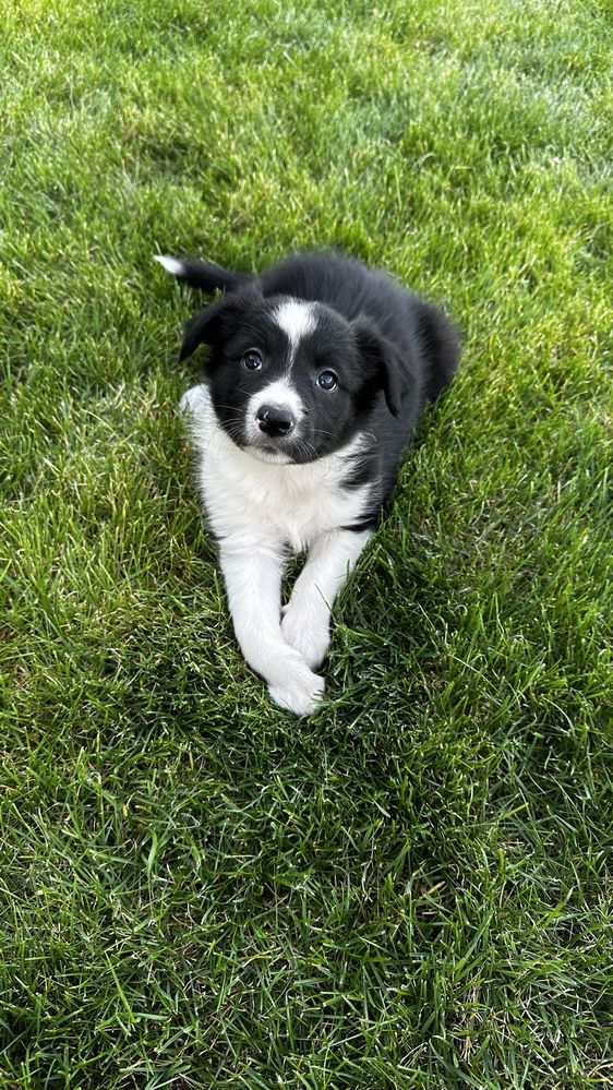 Suczka Border Collie czarno-biała z Rodowodem + bogata wyprawka