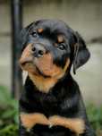 Szczenię Piesek po championach Rottweiler ZKwP Fci