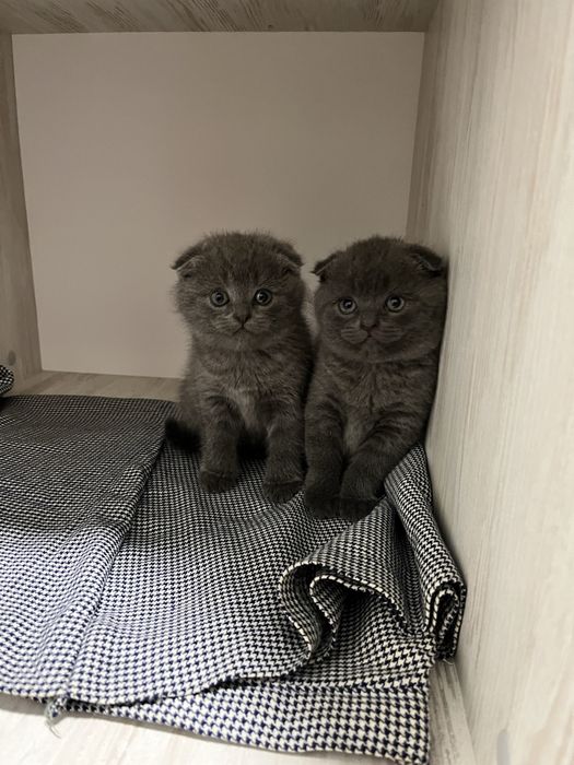 Шотландські висловухі кошенята