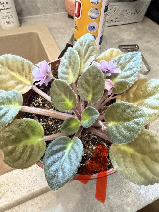 Sprzedam fiolki fioletowe pełne