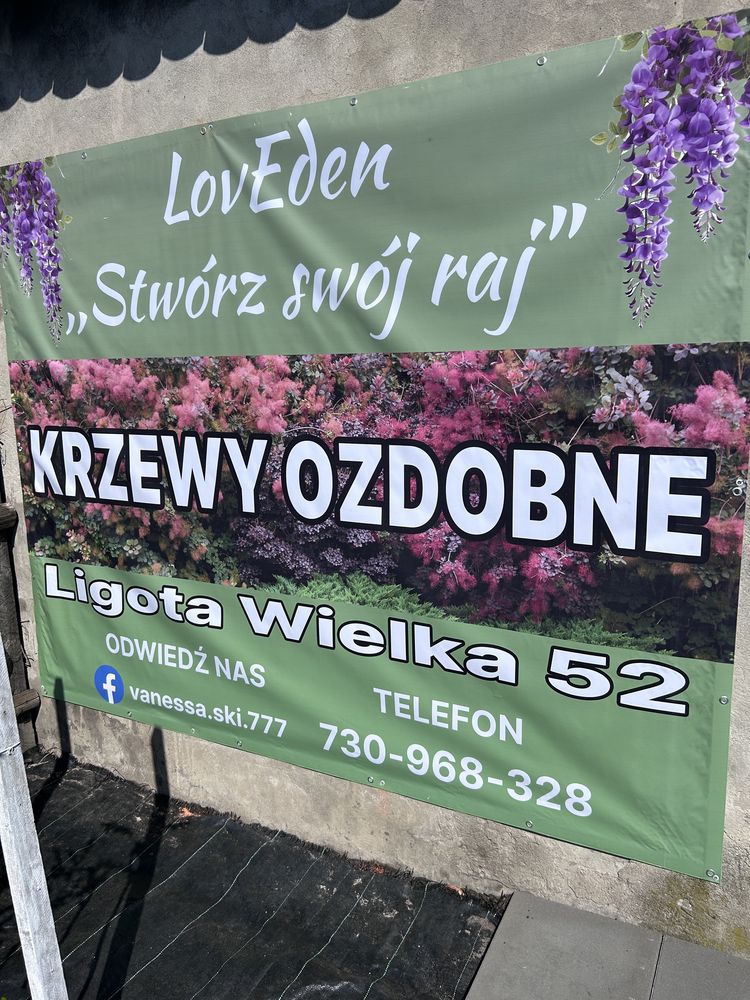 Laurowisnia Rotundifolia