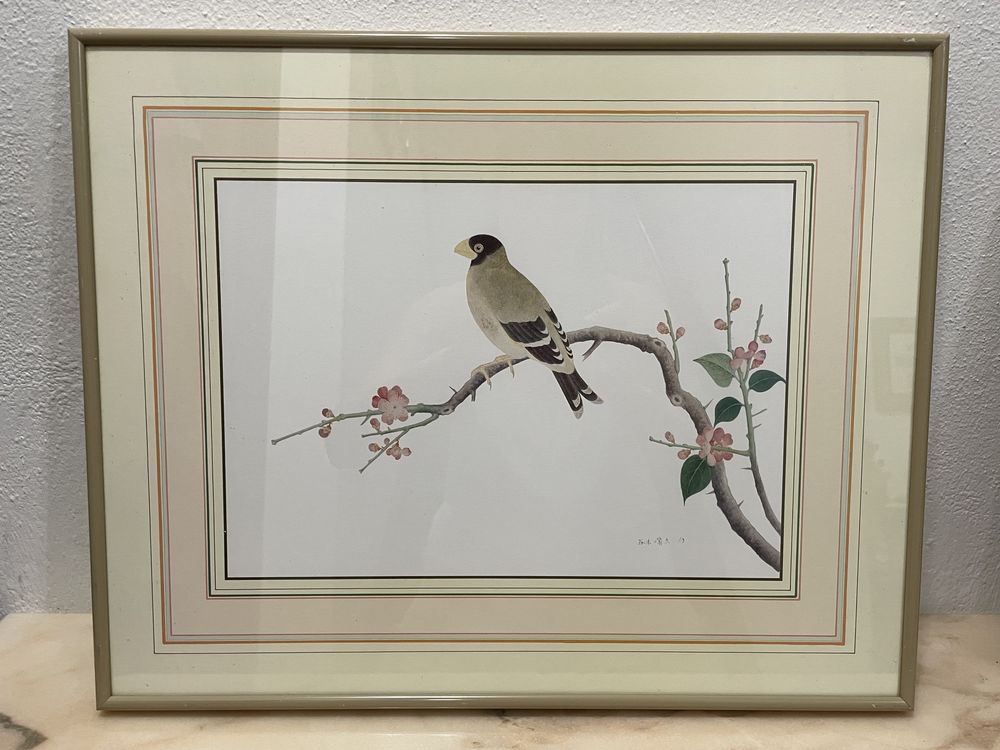 Coleção de quadros de pássaros