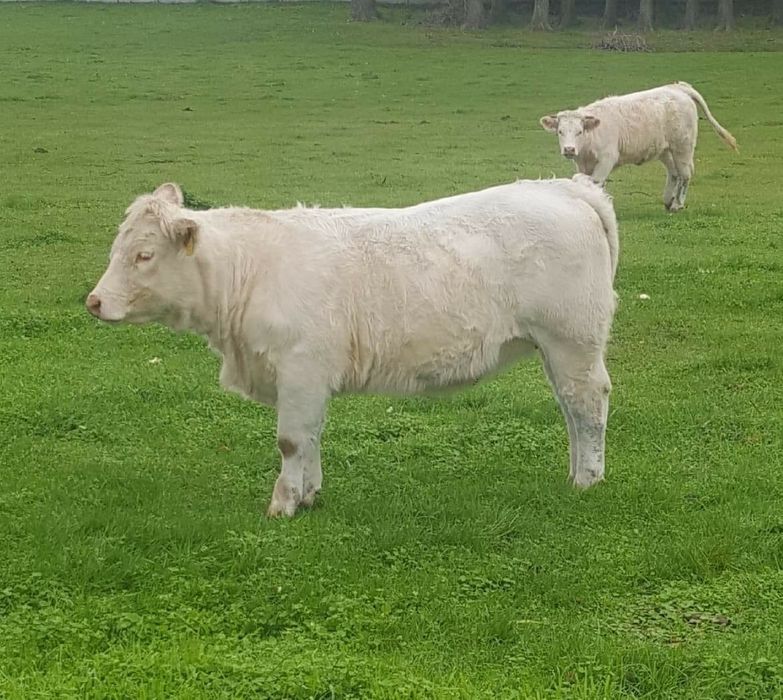 Byki mięsne 100 % rasy CHAROLAISE - odsadki