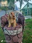 Cocker Spaniel Angielski