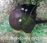 Neritina pulligera / Ślimak Military Helmet