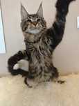 Przecudowny kocurek Maine Coon