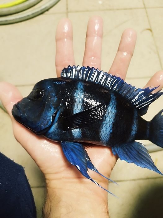 Cyphotilapia gibberosa blue zair moba tanganika