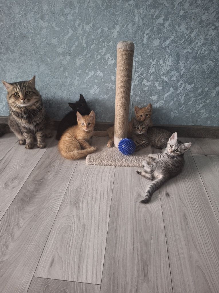 Кошенята в добрі руки
