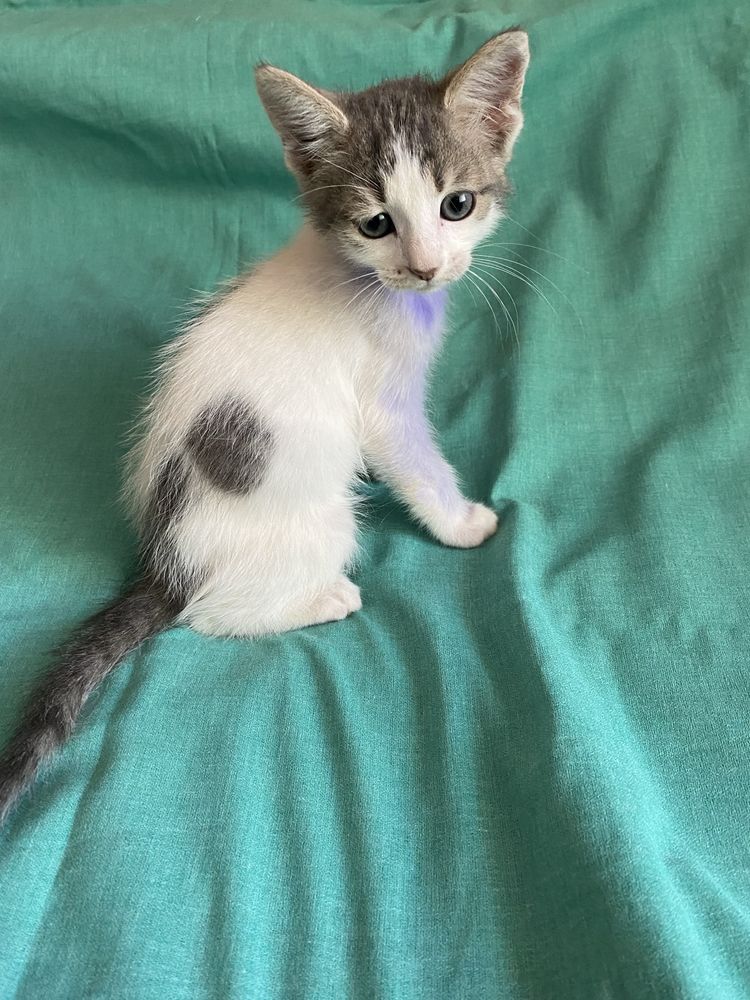 Котята ищут любящую семью