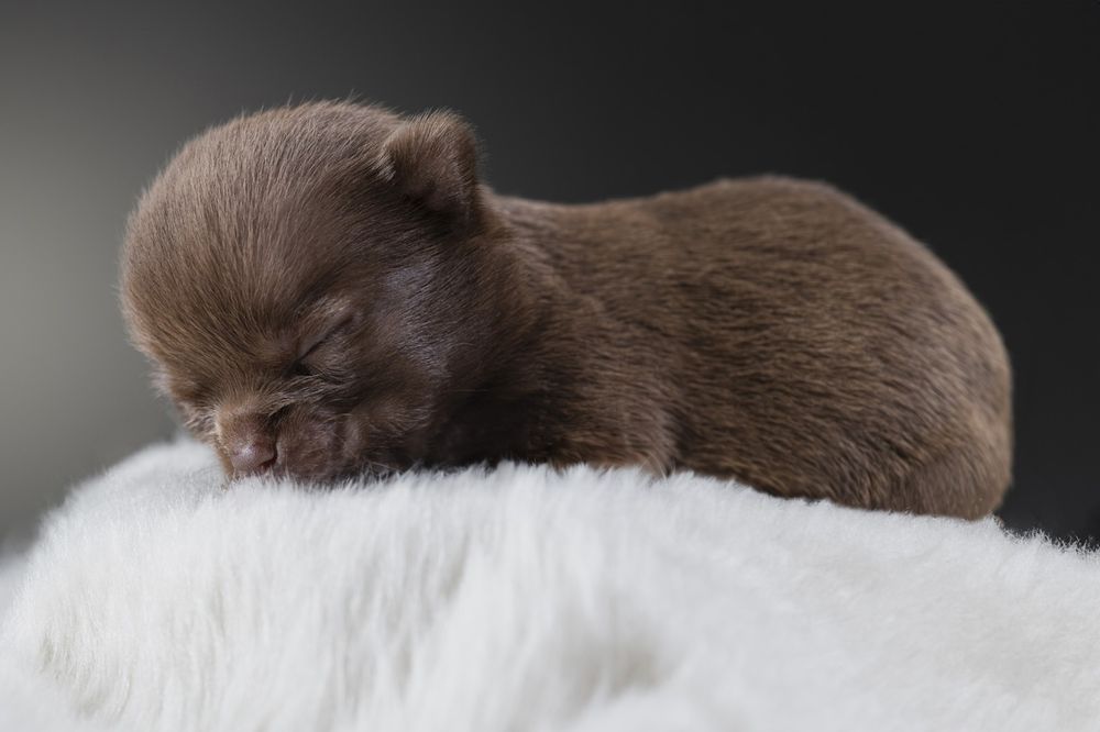 *CHANTI* Przepiękna maleńka sunia chihuahua