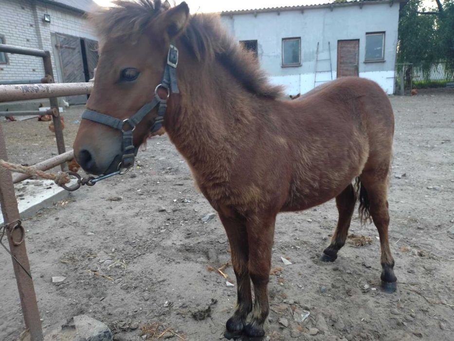 Kucyk ogierek odsadek