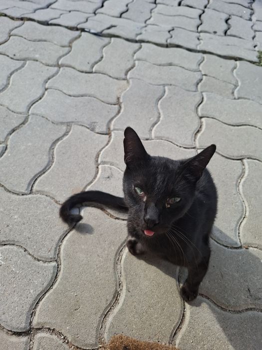 Gatinho para adoção