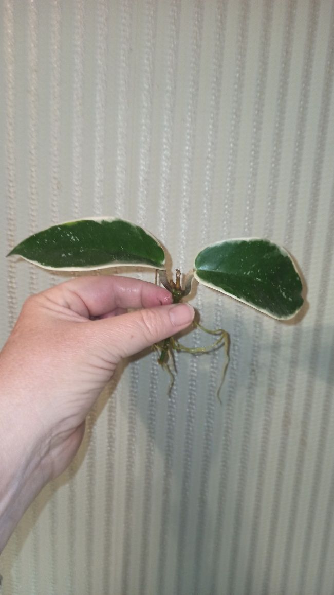 Hoya Albomarginata Crimson Queen