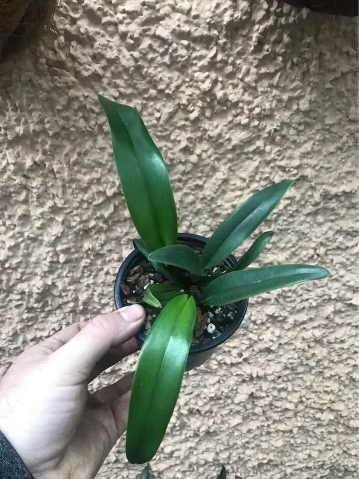 Orquidea Cattleya Portia Coerulea