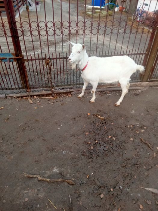 Koza i młode kuzki saksonskie