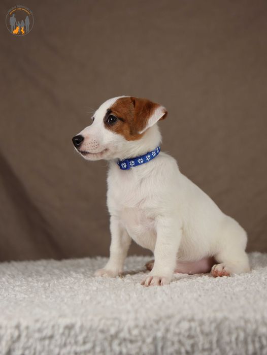 Jack Russell Terrier ZKwP FCI z Paszportem