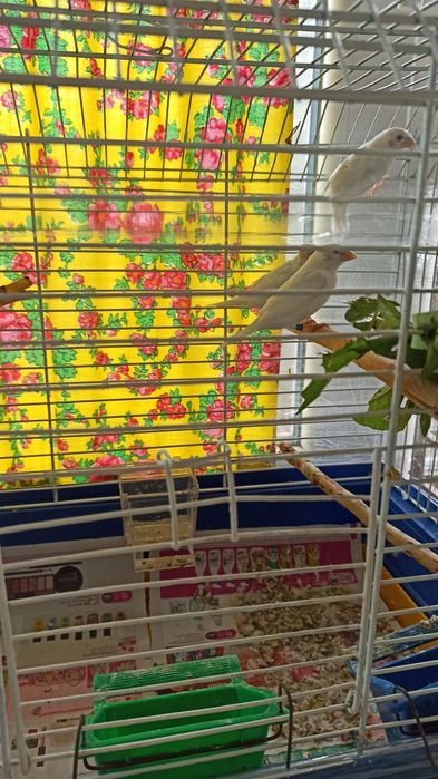 Клітки для японських білих амадін