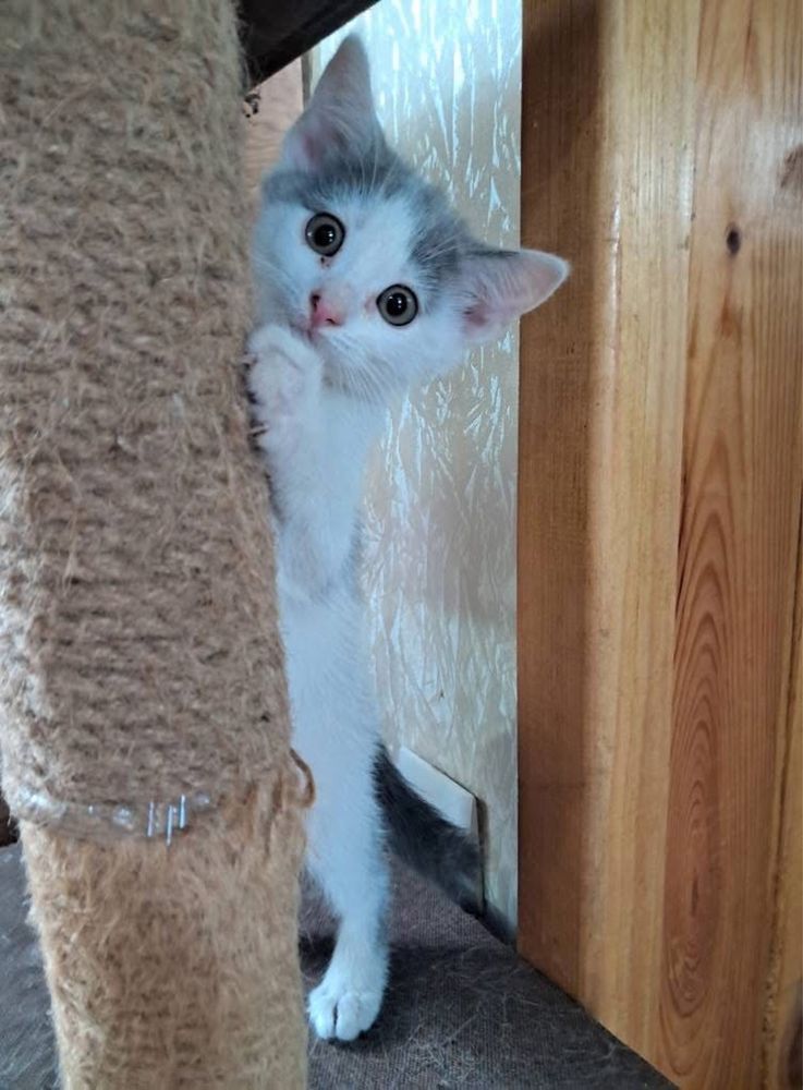 Кошенята в люблячі родини