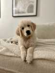 Golden retriever sunia