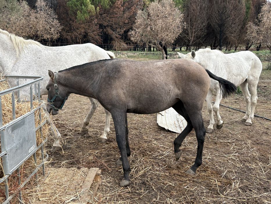 Poldra russa ano e meio