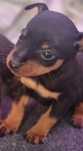Pinscher miniatura