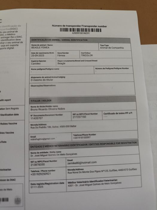 Beagle tricolor lop e afixo