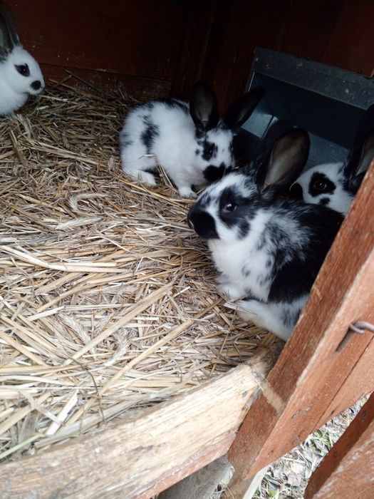 Sprzedam młode króliki