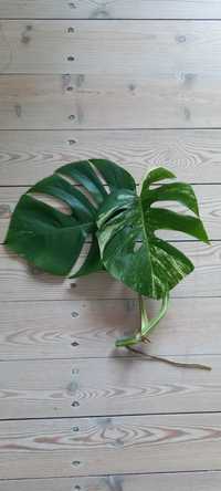 Monstera variegata szczyt