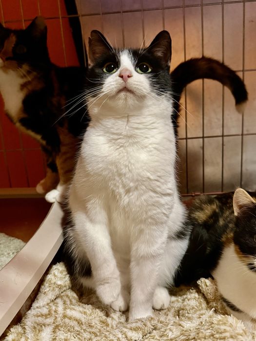 Lenka - czarno-biała miziasta śliczna koteczka