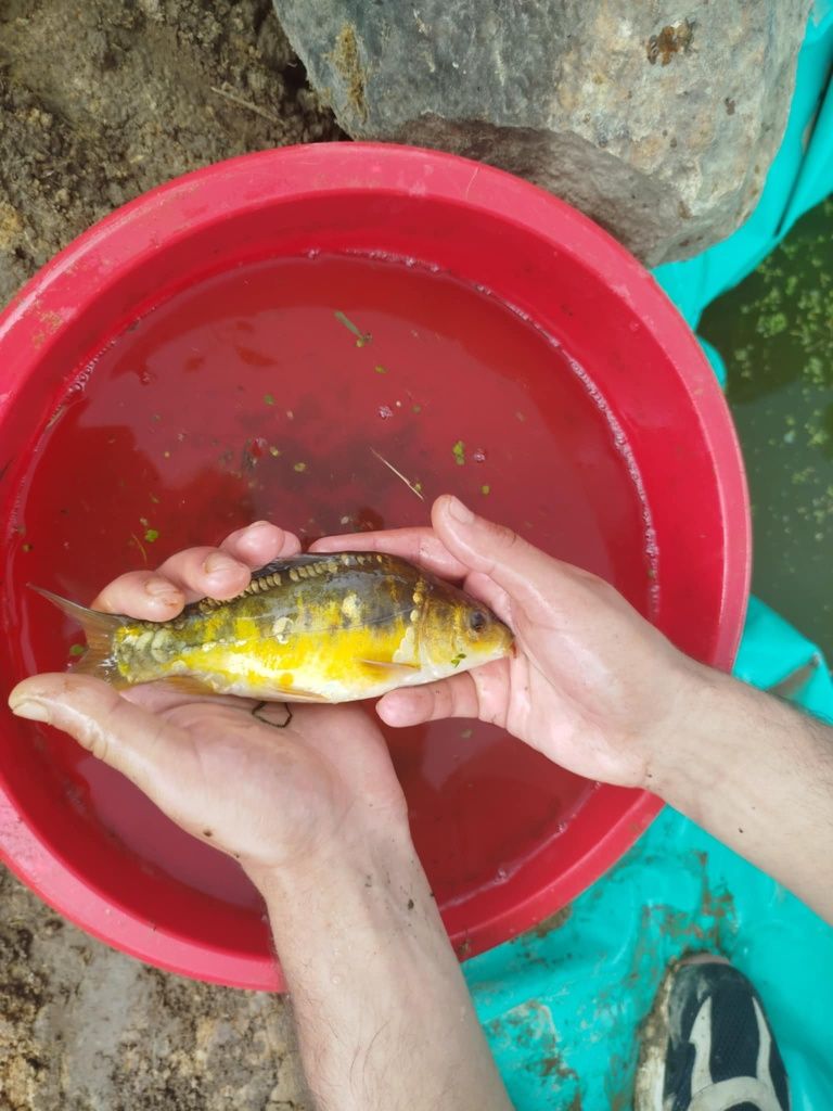 Karp koi karaś kolorowy karaś zwykły