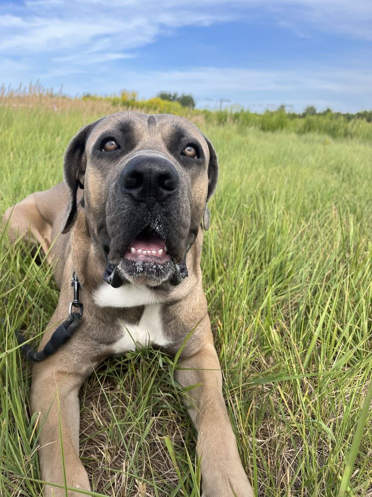 Oddam 2 letniego psa rasy Cane Corso