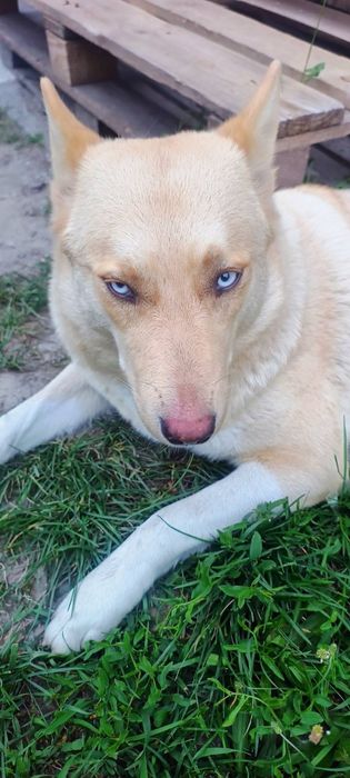 Собака в добрі руки